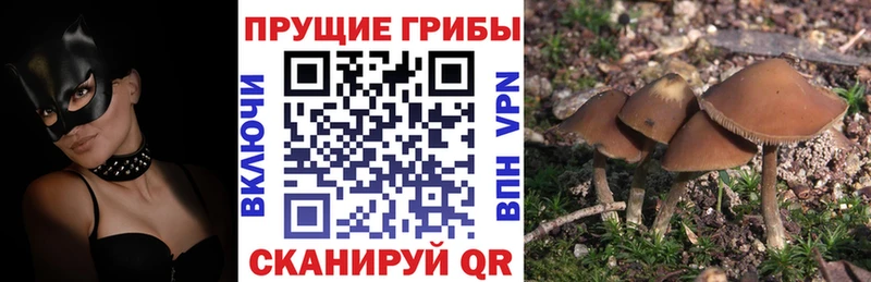 Псилоцибиновые грибы Psilocybine cubensis  Купить закладки  Карасук 